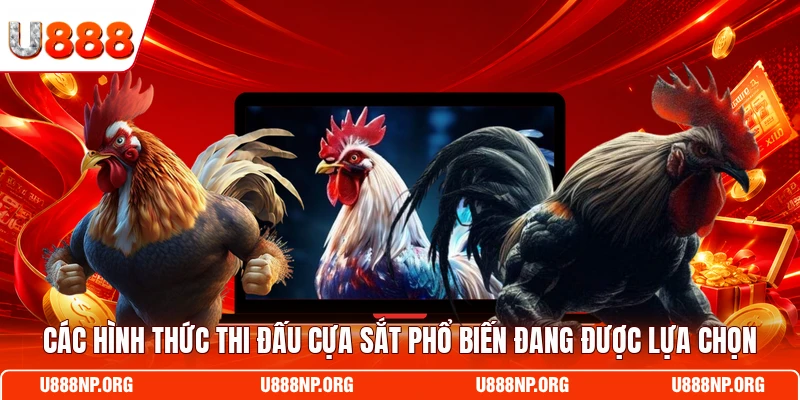 Các hình thức thi đấu cựa sắt phổ biến đang được lựa chọn