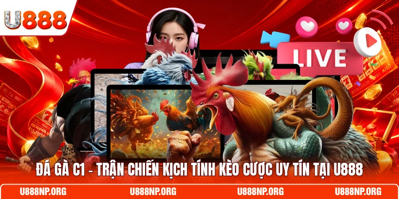 Đá gà C1