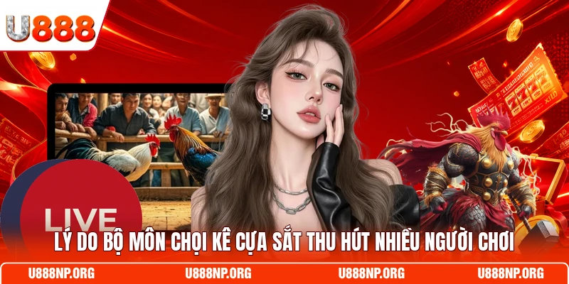 Lý do bộ môn chọi kê cựa sắt thu hút nhiều người chơi